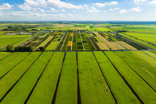 Aerial view of meadows in peat meadow nature reserve De Wilck and several tree nurseries, Benthuizen, Zuid-Holland, Netherlands.