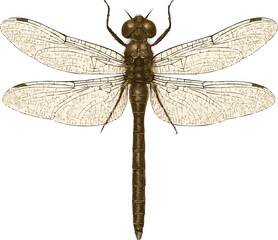 Realistic 4K Dragonfly Illustration