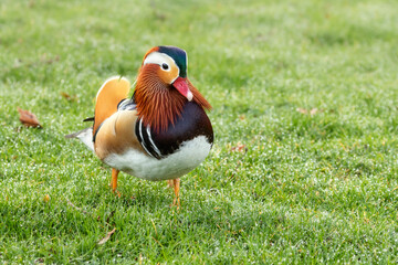 Male mandarin duck walking on wet grass