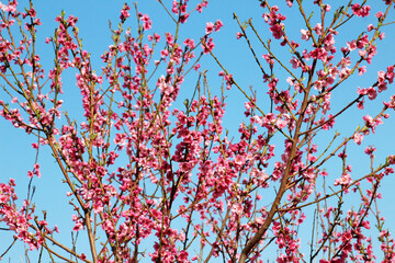 A peach blossoms on a tree branch