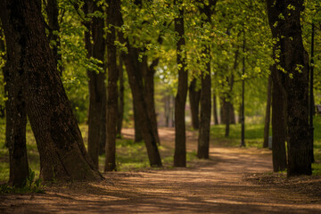 Naklejka premium quiet path in a sunny spring park with lush green foliage