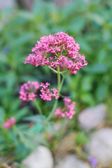 Obraz premium Pink Valerian Centranthus Ruber, Wild Garden Flower in Bloom
