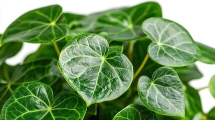 Close-up of Lush Green Plant with Heart-Shaped Leaves on White Background