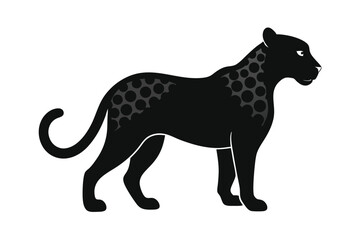 black and white leopard