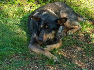 Loyal Dog Resting Peacefully in Grass