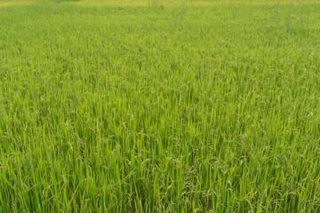 Beautiful green rice fields in the morning and good yields, but the trend is against falling...