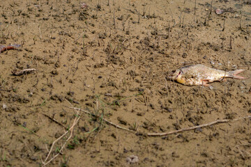 With the onset of drought and extreme heat, the arid climate dries up farmland water and kills many aquatic life. soil is drying up and the fish die is caused by the extreme heat in the dry season.