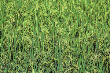 Green rice field background with beautiful grains and near the harvest season for farmers to gather their produce for sale. Green rice field background as a background with Copy Space for text.