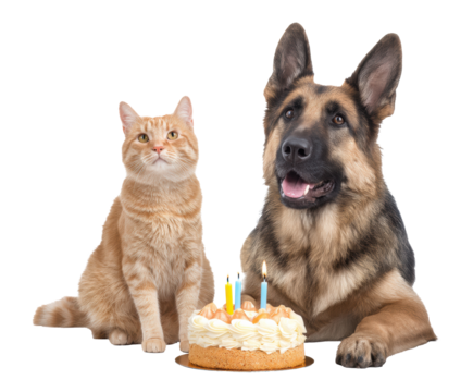 Celebrating pets with a birthday cake and candles, cut out transparent