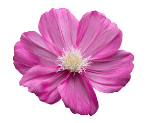 Vibrant pink flower with delicate petals for design projects, cut out transparent