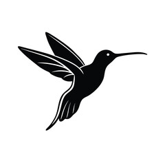 hummingbird on white background