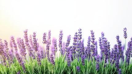 Naklejka premium Beautiful Lavender Field in Bloom Against a Soft White Background