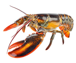 Fresh Maine lobster showcasing culinary excellence, cut out transparent