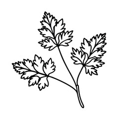 outline of coriander line art illustration