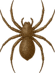 Realistic 4K Spider Illustration