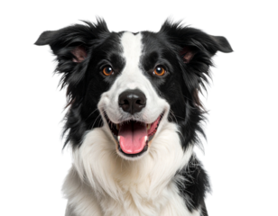 Friendly Border Collie Looking at Camera, Smiling Dog on Transparent Background
