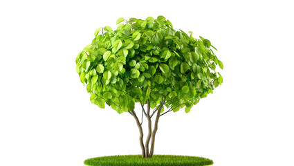 Fototapeta premium Lush green tree isolated on transparent background ideal for design projects