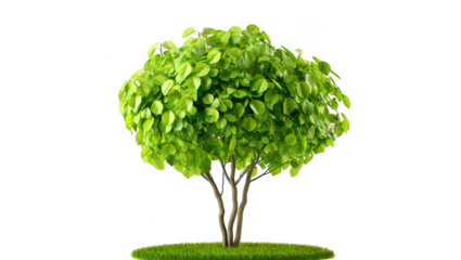 Lush green tree isolated on transparent background ideal for design projects