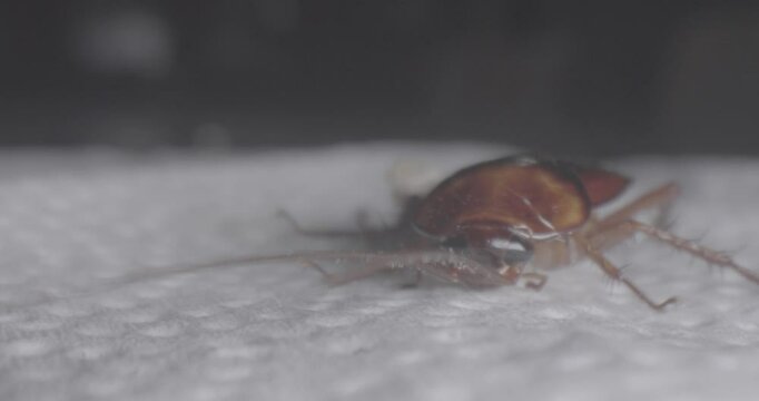 Cucaracha Lente Macro