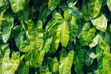 Group background of dark green tropical leaves. Green leaves pattern background. Green leaf texture,