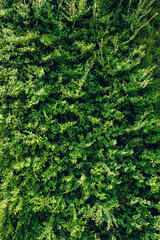 Group background of dark green tropical leaves. Green leaves pattern background. Green leaf texture,