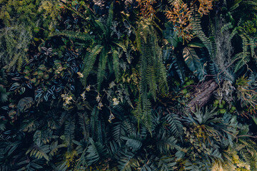 Group background of dark green tropical leaves. Green leaves pattern background. Green leaf texture,