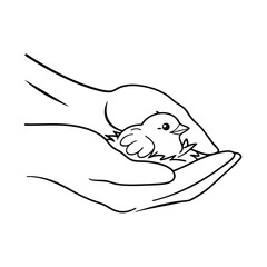 Adorable chickadee bird resting comfortably in the gentle hands of a caring person