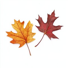 Naklejka premium Two autumn leaves isolated on white background