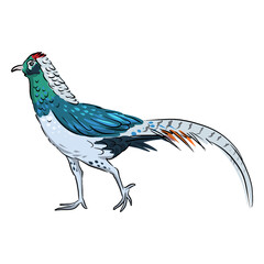 Chinese pheasant bird