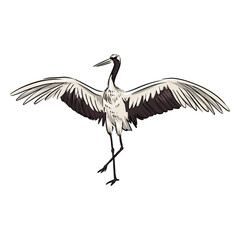 White crane bird