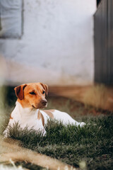 Jack russell terrier