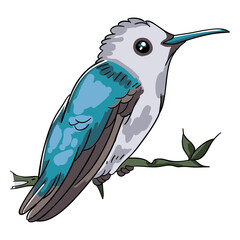 Realistic bird blue hummingbird illustration