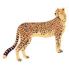 Cheetah animal standing semi flat