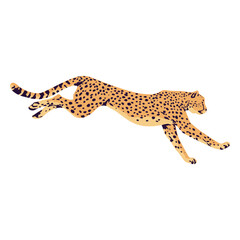 Cheetah animal sprinting semi flat