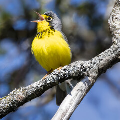 Canada Warbler Cardellina canadensis singing while perched on a branch