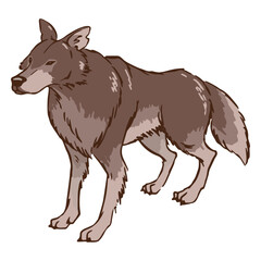 Wolf ready to attack illustration
