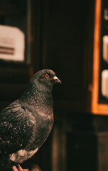 A curious pigeon