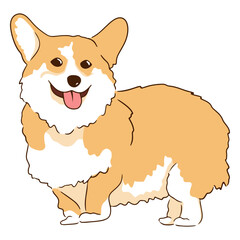 Corgi cute pet