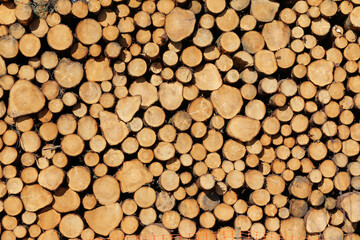 Freshly cut tree logs stacked in piles along dirt track in Scotland 