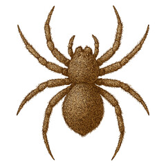 Realistic 4K Spider Illustration