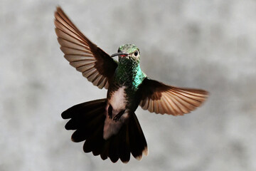  Hummingbird flying 