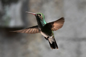  Hummingbird flying 