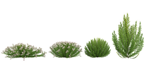 Collection of Rosemary plants on transparent background