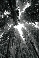 Winter Forest Canopy Gaze Black and White Upward View of Snow Covered Evergreen Trees in a Dense Woodland