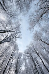 Winter Forest Canopy View Looking Upward at Sky with Snow Covered Branches in a Vertical Worm's Eye Perspective in a Cold Weather Environment