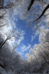Winter Forest Canopy View from Below with Snow Covered Trees Against a Blue Sky with Clouds in a Vertical Composition
