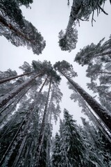 Winter Forest Canopy Perspective Snow Covered Trees Looking Upward in Finland Scandinavian Landscape