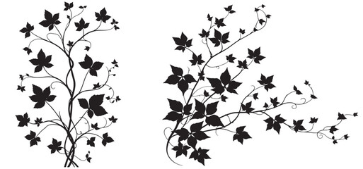 Black ivy vine silhouetted set, elegant design, white background, decorative element, design vector illustration