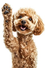 Fototapeta premium Happy dog raising paw, joyful expression, fluffy coat
