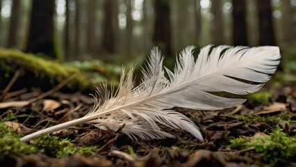 close up of a feather in forest